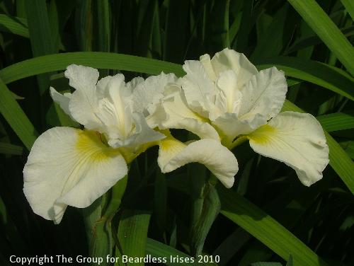 Harpswell Happiness 1